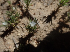 Microcodon