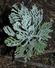 Euryops pectinatus pectinatus