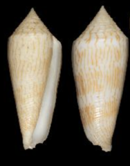 Conus aito