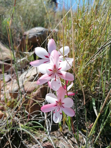 Geissorhiza roseoalba
