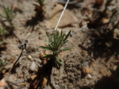Microcodon