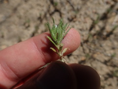 Microcodon