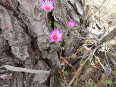 Drosanthemum striatum
