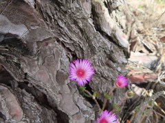 Drosanthemum striatum