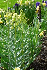 Fritillaria persica
