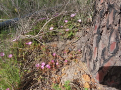 Drosanthemum striatum