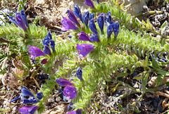 Echium sabulicola