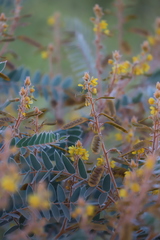 Senna notabilis