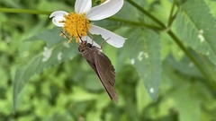 Hasora anura