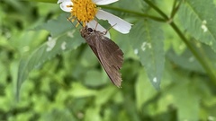 Hasora anura