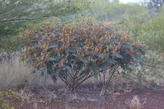 Senna notabilis