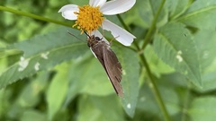 Hasora anura