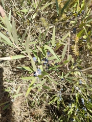 Phillyrea angustifolia