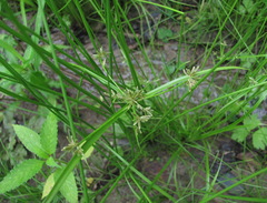 Cyperus fuscus