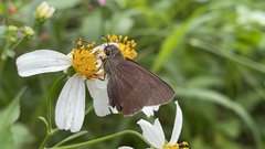 Hasora anura