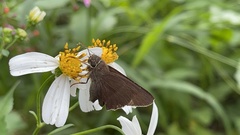 Hasora anura