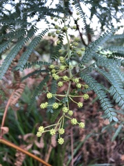 Acacia pentadenia