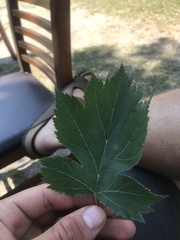 Torminalis glaberrima