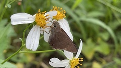 Hasora anura