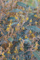 Senna notabilis