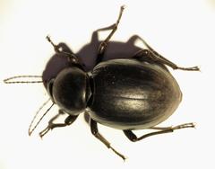 Ocnodes