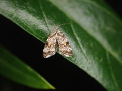 Asterivora antigrapha