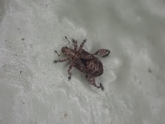 Pactola variabilis