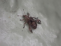 Pactola variabilis