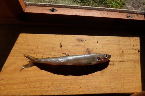 European smelt (Osmerus eperlanus) — Osmeridae — 4
