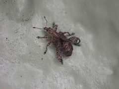 Pactola variabilis