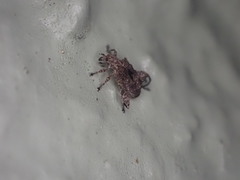 Pactola variabilis