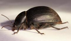 Ocnodes