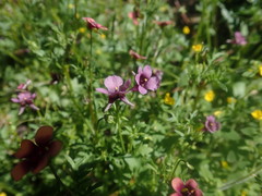 Diascia maculata