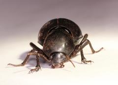 Ocnodes