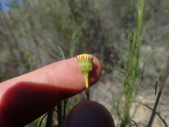 Senecio paniculatus