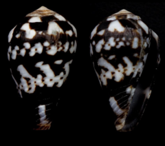 Conus albuquerquei