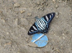 Phocides pigmalion