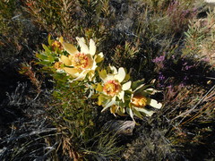 Leucadendron pubibracteolatum