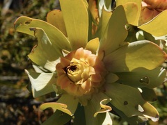 Leucadendron pubibracteolatum