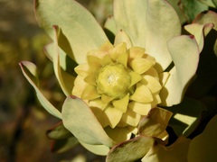 Leucadendron pubibracteolatum