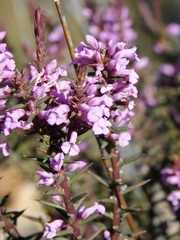 Muraltia juniperifolia