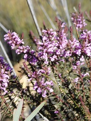 Muraltia juniperifolia