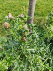 Cirsium arvense