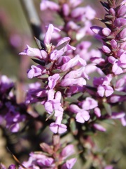 Muraltia juniperifolia