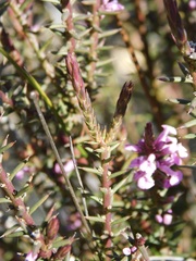 Muraltia juniperifolia
