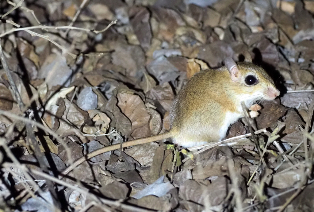 Fast African Gerbil