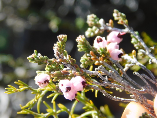 Image of Erica umbelliflora by (c) Rebecca Ryen-Stols, some rights reserved (CC BY-SA)