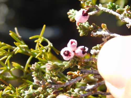 Image of Erica umbelliflora by (c) Rebecca Ryen-Stols, some rights reserved (CC BY-SA)