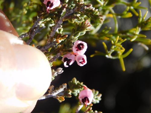 Image of Erica umbelliflora by (c) Rebecca Ryen-Stols, some rights reserved (CC BY-SA)