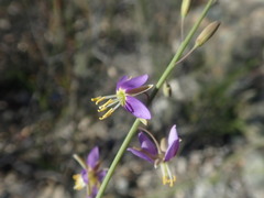 Heliophila cornuta